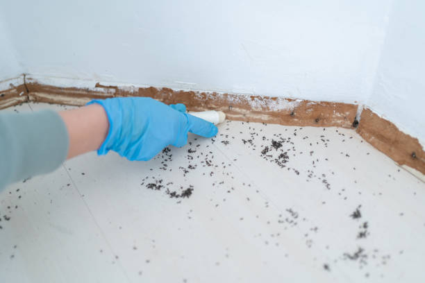 Best Pest Control Treatment  in Portageville, MO